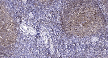 Claudin-5 rabbit pAb Antibody