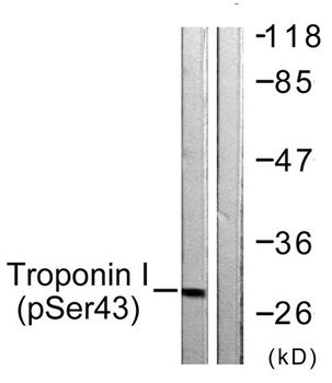 Troponin I-C (phospho Ser43) rabbit pAb