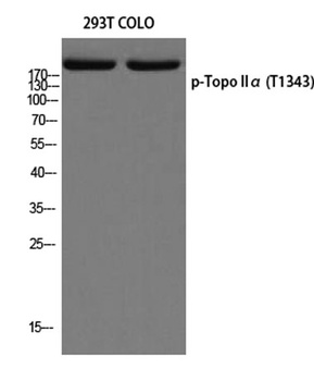 Topo IIα (phospho Thr1343) rabbit pAb Antibody