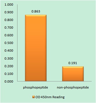 p53 (phospho Ser378) rabbit pAb Antibody