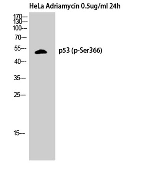 p53 (phospho Ser366) rabbit pAb Antibody