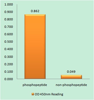 p53 (phospho Ser366) rabbit pAb Antibody