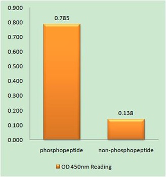 53BP1 (phospho Ser25) rabbit pAb Antibody