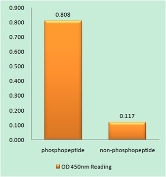 CD88 (phospho Ser338) rabbit pAb Antibody
