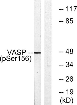 VASP (phospho Ser157) rabbit pAb Antibody