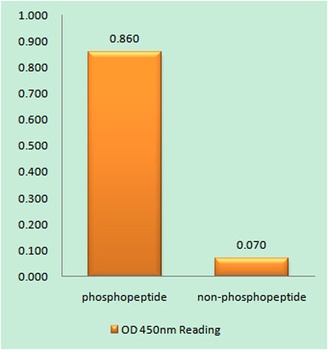 VDR (phospho Ser208) rabbit pAb Antibody