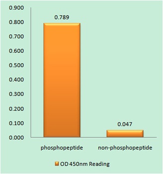 Wee1 (phospho Ser642) rabbit pAb Antibody
