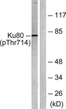 Ku-80 (phospho Thr714) rabbit pAb Antibody