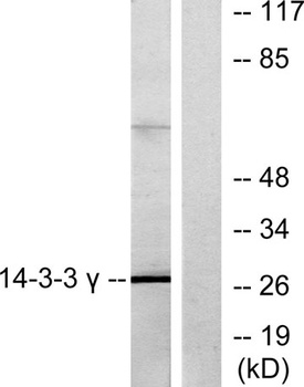 14-3-3 γ rabbit pAb Antibody