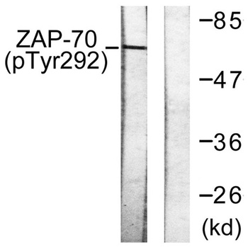 ZAP-70 (phospho Tyr292) rabbit pAb Antibody