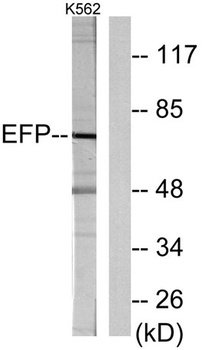 EFP rabbit pAb Antibody