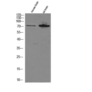 EFP rabbit pAb Antibody