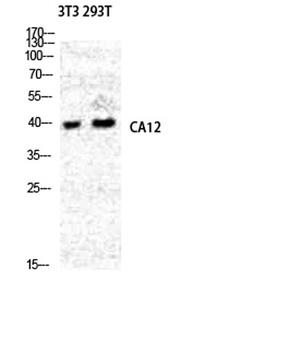 CA XII rabbit pAb Antibody