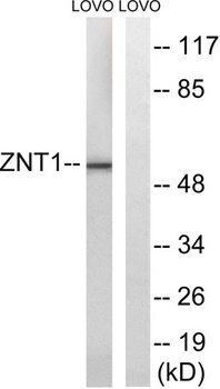 ZnT-1 rabbit pAb