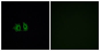Frizzled-5 rabbit pAb Antibody