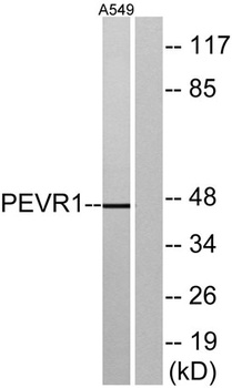 GPR172A rabbit pAb Antibody
