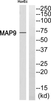 MAP-9 rabbit pAb Antibody