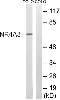 NOR-1 rabbit pAb Antibody