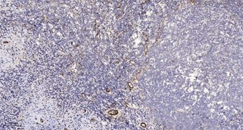 Rab11-FIP1 rabbit pAb Antibody