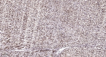 Pbx 4 rabbit pAb Antibody