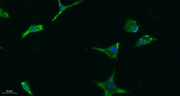 FGF-23 rabbit pAb Antibody