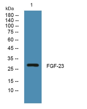 FGF-23 rabbit pAb Antibody