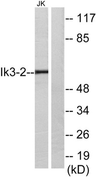 Cables2 rabbit pAb Antibody