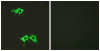 Frizzled-4 rabbit pAb Antibody