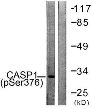 Caspase-1 (phospho Ser376) rabbit pAb