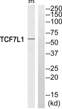 TCF-3 rabbit pAb Antibody