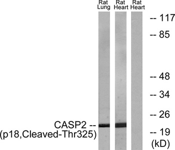 Cleaved-Caspase-2 p18 (T325) rabbit pAb Antibody