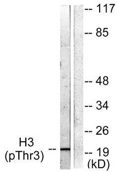 Histone H3 (phospho Thr3) rabbit pAb Antibody