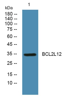 BCL2L12 rabbit pAb Antibody