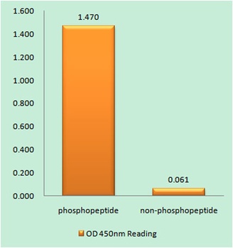 Caspase-3 (phospho Ser150) rabbit pAb