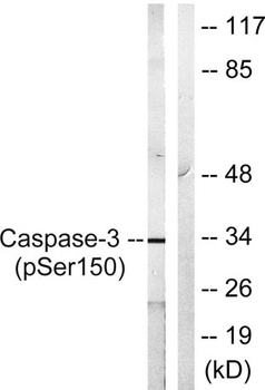 Caspase-3 (phospho Ser150) rabbit pAb