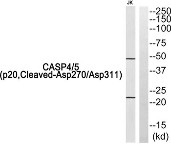 Cleaved-Caspase-4/5 p20 (D270/D311) rabbit pAb Antibody
