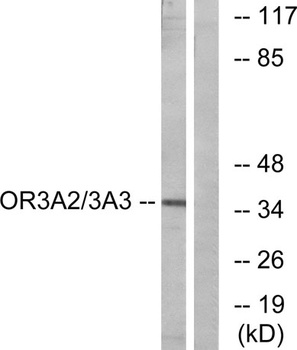Olfactory receptor 3A2/3A3 rabbit pAb Antibody