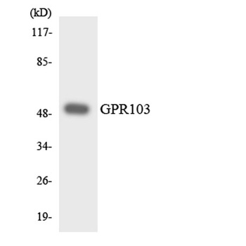 GPR103 rabbit pAb Antibody