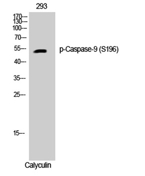 Caspase-9 (phospho Ser196) rabbit pAb Antibody