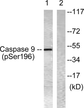 Caspase-9 (phospho Ser196) rabbit pAb Antibody