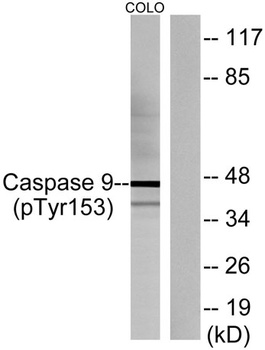 Caspase-9 (phospho Tyr153) rabbit pAb Antibody