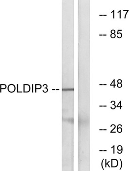 POLDIP3 rabbit pAb Antibody