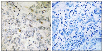 CIP29 rabbit pAb Antibody