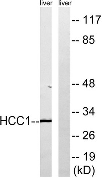 CIP29 rabbit pAb Antibody