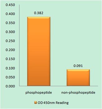 PRAS40 (phospho Thr246) rabbit pAb Antibody
