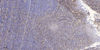 PRAS40 (phospho Thr246) rabbit pAb Antibody