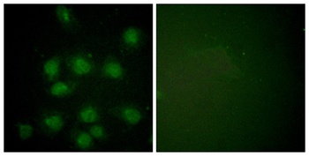 NIFK (phospho Thr234) rabbit pAb Antibody