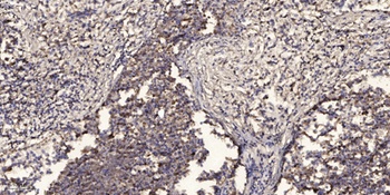 COX4I2 rabbit pAb Antibody