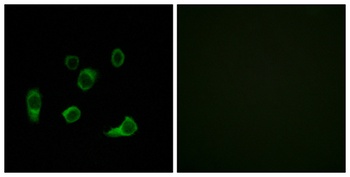Atg4C rabbit pAb Antibody