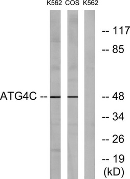 Atg4C rabbit pAb Antibody